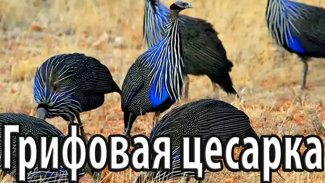 Грифовая цесарка