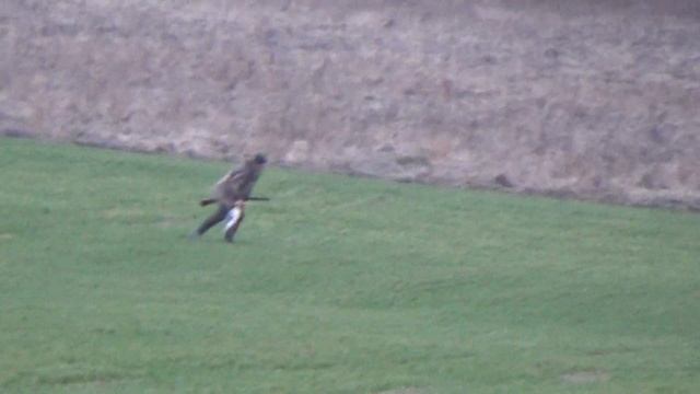 02.04.2020 г. охота на гуся . смотреть онлайн