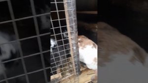 заргуш парвари Точик дар Москва