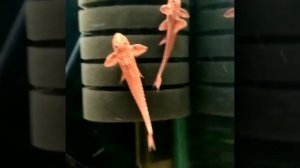 Лорикария красная