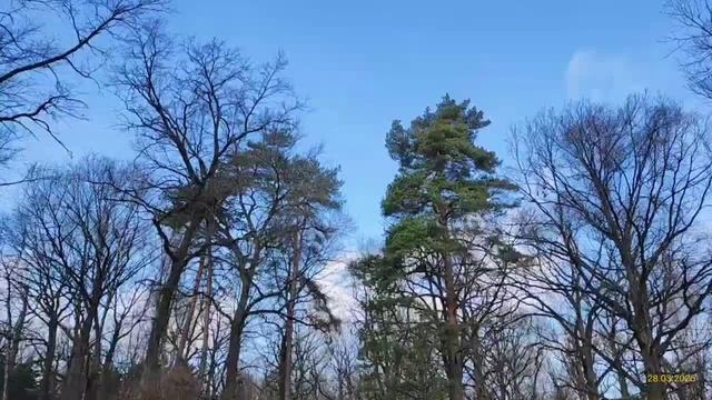 Главный ботанический сад имени Н. В. Цицина РАН 28.03.2025