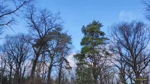 Главный ботанический сад имени Н. В. Цицина РАН 28.03.2025