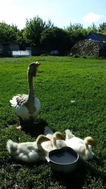 Это а Шептуховке у т. Вали.ее дом! смотреть онлайн