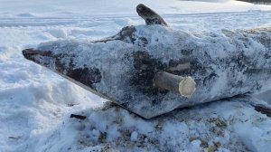 Транспортировка бревна снегоходом