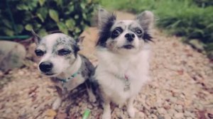 Шопинг в зоомагазине: что купила Догмама? 🛒🐾