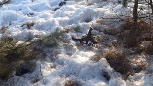 поиск рогов лося апрель 2025