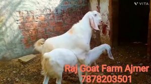 Powerful breeder goat breeding goat mating /goat crossing