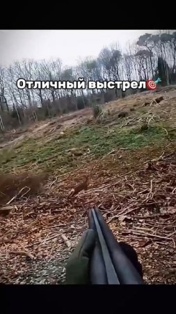 Отличный выстрел 🎯🦌