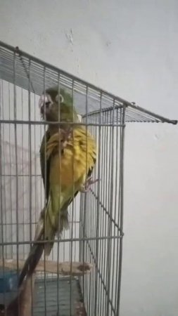 periguito jandaia falando
