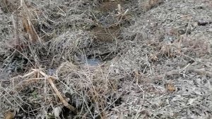 1.04.2025.Усадьба Парк Кино Ляхово. Парк Кошек. Устье ручья впадающего в р. Востеша.