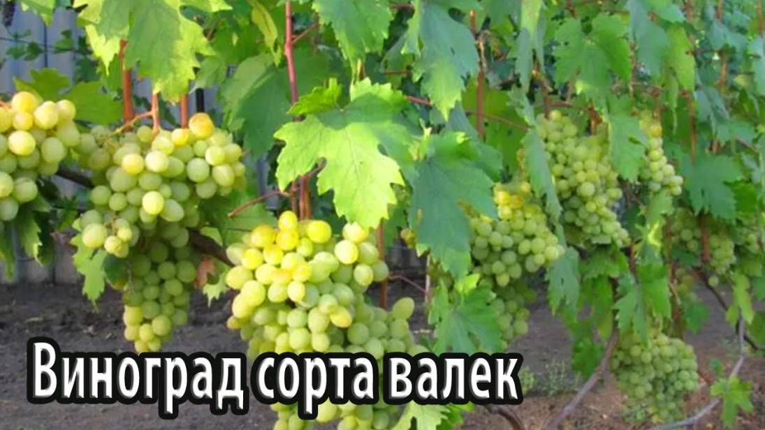 Виноград сорта валек особенности выращивания и ухода