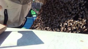 пасека на связи #1 / проверка пчелосемей после зимы