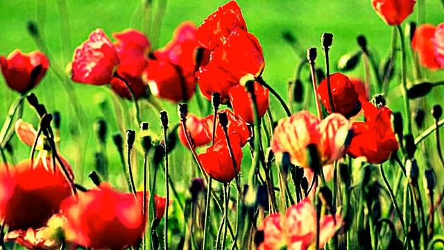 Цветы смотреть онлайн