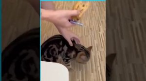 Вечно голодный кот