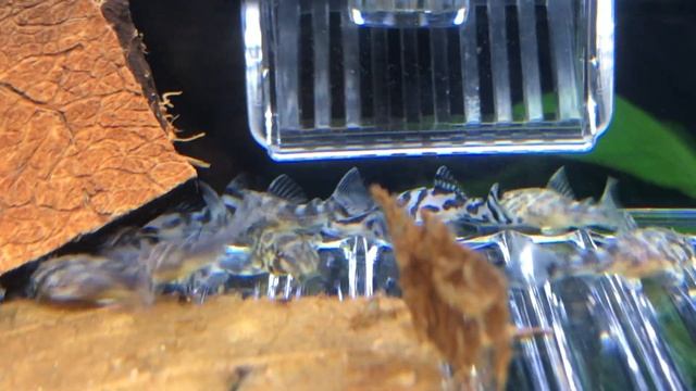 L046 zebra pleco & l333 king tiger pleco - hypancistrus смотреть онлайн