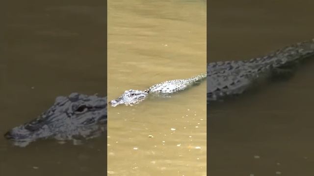 New Orleans Swamp Tour смотреть онлайн