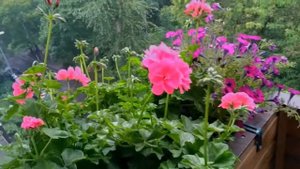 А в Петербурге снова идут дожди...