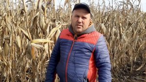 Вінницька область кукурудза ДМС Гроно. Бершадь