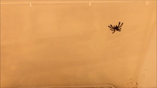 Avicularia purpurea ENZ N1 смотреть онлайн