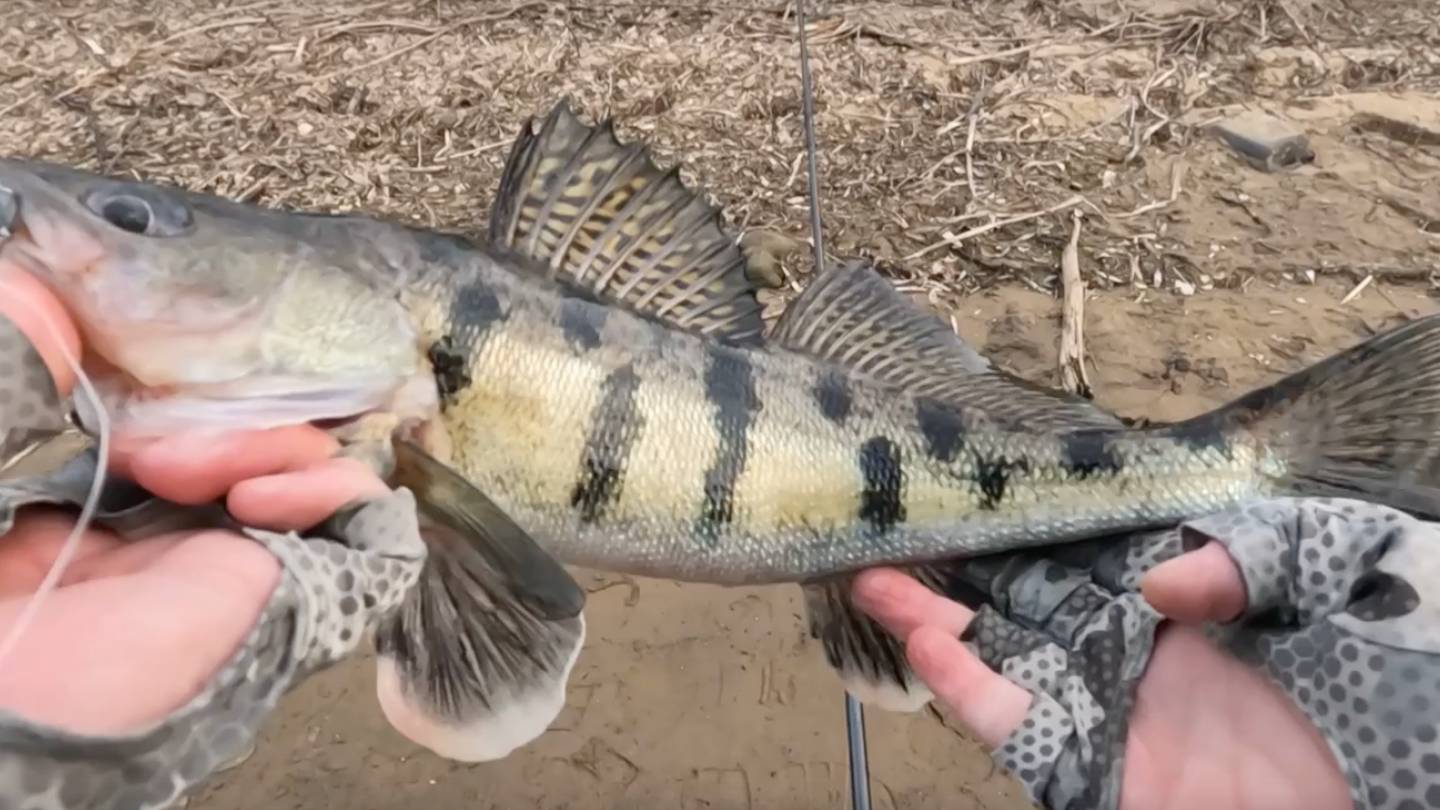 Закрыл сезон ЗИМНЕГО СПИННИНГА на Москва-реке! Рыбалка на спиннинг в МАРТЕ! ДЖИГ и ЛОВЛЯ НА ВОБЛЕРЫ! смотреть онлайн