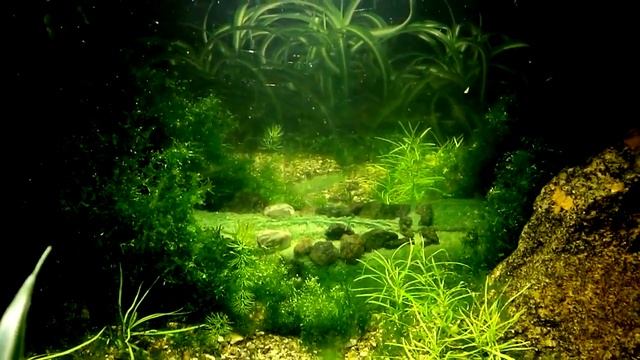 #Aquarium. Творческий поиск.