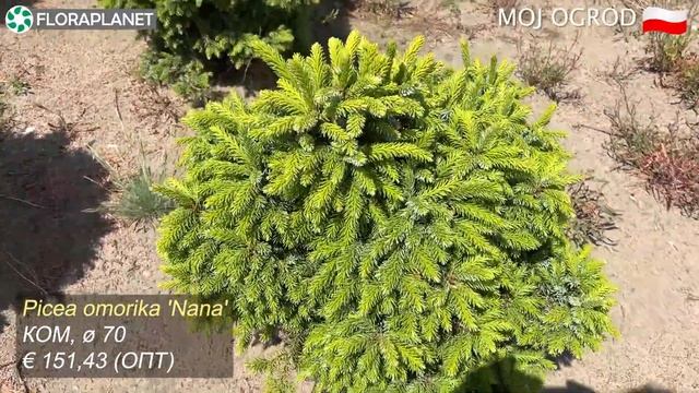 MOJ OGROD Хвойные в грунте 4