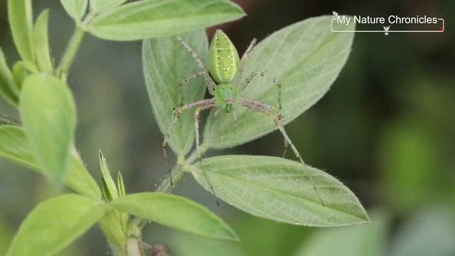 Peucetia aka Green Lynx Spider смотреть онлайн