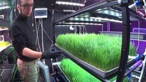 "Как выращивать" VLOG #2 [Витграсс, фитосветильники и бюджетный свет]