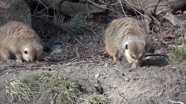 Surykatka / Meerkat (Suricata suricatta) | DinoAnimals.pl