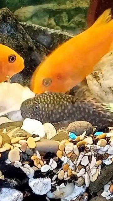 Цихлиды и анциструсы едят креветку 🦐 #cichlids #aquarium #аквариум #цихлиды #hobby смотреть онлайн