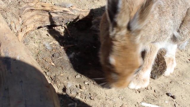 Момент, когда Фрося удочерила Мазая смотреть онлайн