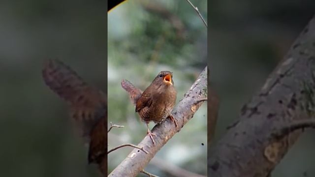 маленькая лесная певица. #птицы #wren #крапивник #ミソサザイ #птицы #birdvideos #birds #birdwatching смотреть онлайн