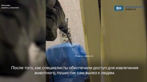Спасатели достали кошку из вентиляционной шахты во Владимирской области