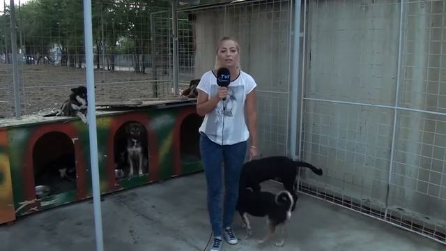 A dog peed 3 times on a tv reporter Un caine se usureaza de 3 ori pe reporterita смотреть онлайн