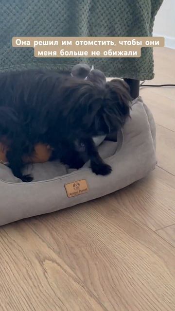 Защитник или хулиган? #мальтипу #собаки #приколы #пёс #животныесмешные смотреть онлайн