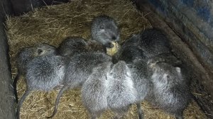 Новый день: ХОМЯК наглеет на глазах. 20.03.25.