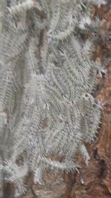 Larvas de Lepidopteros смотреть онлайн