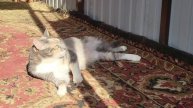 В гостях у Моники. Cats visiting Monica