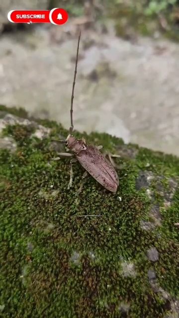 longhorn beetle смотреть онлайн