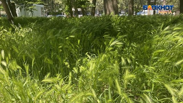 В анапском сквере Гудовича трава по колено — рай для опасных клещей смотреть онлайн