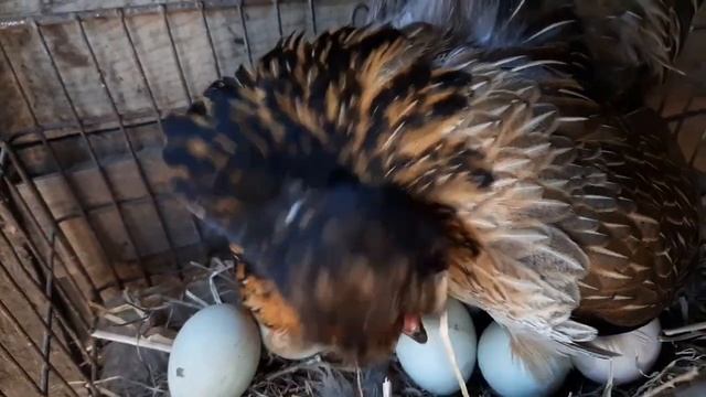 Broody hen and her chicks! смотреть онлайн