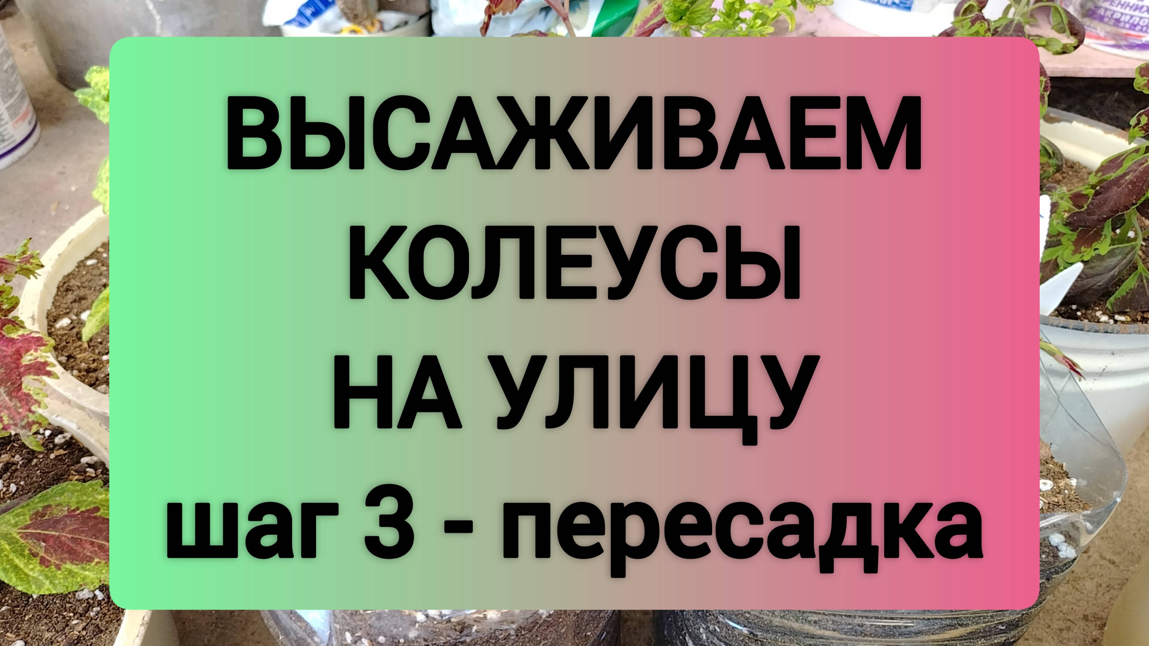 ВЫСАЖИВАЕМ КОЛЕУСЫ НА УЛИЦУ шаг 3 - пересадка