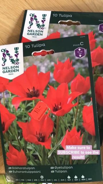 Hundreds of SPRING BULBS 🌷for My GARDEN смотреть онлайн