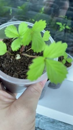 Выращиваю землянику из семян. Саженцам 2 месяца.