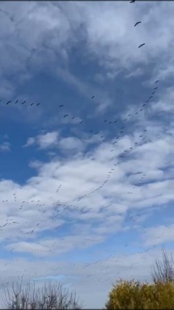 Гусиный Залом 🐦👍