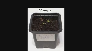 Как растёт земляника Руяна