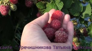 ОКТАВИЯ позднеспелый сорт летней малины