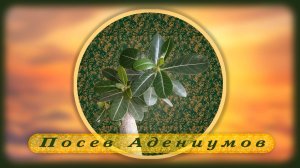 Посев адениумов