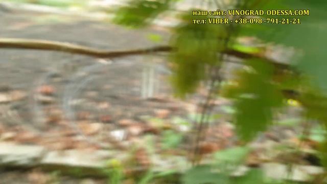 БЕЛЫЕ СОРТА ВИНОГРАДА ПАЛЬЧИКОВЫХ ФОРМ -ЛАМБОРДЖИНИ, КОЗЕРОГ, МАЛЬЧИК СПАЛЬЧИК ,ГОЛД ФИНГЕР, ХУСАЙН смотреть онлайн