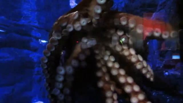 Visit to Birch Aquarium смотреть онлайн